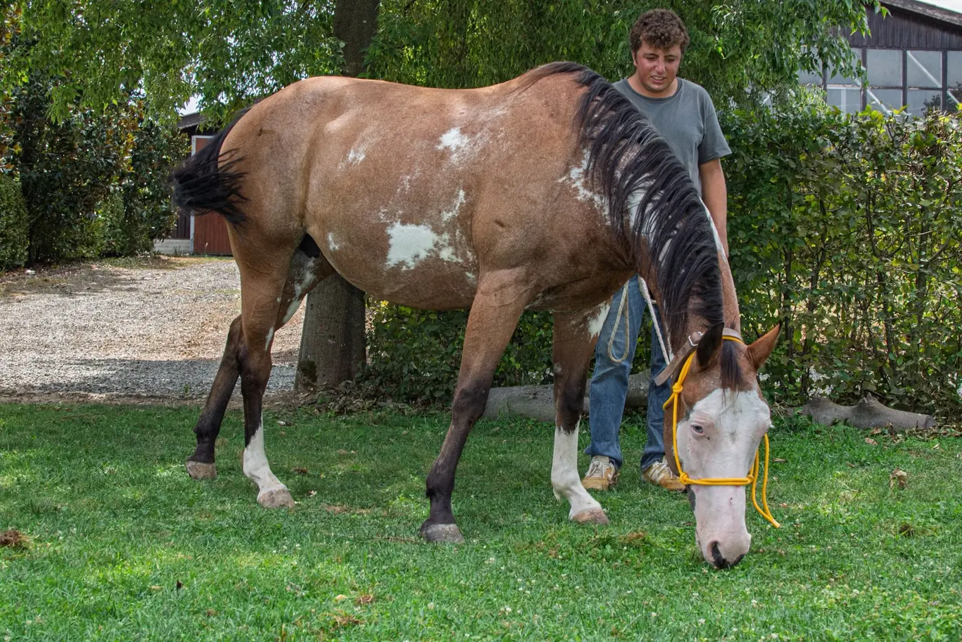 Cavallo condotto a mano all’Az. Agricola Il Cerreto