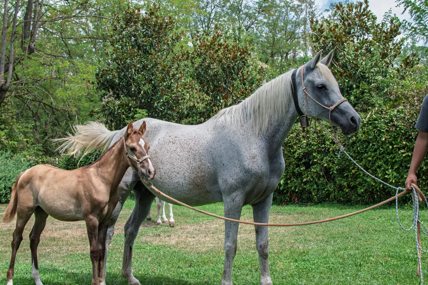 Fattrice con il suo puledro al pascolo all’Az. Agricola Il Cerreto