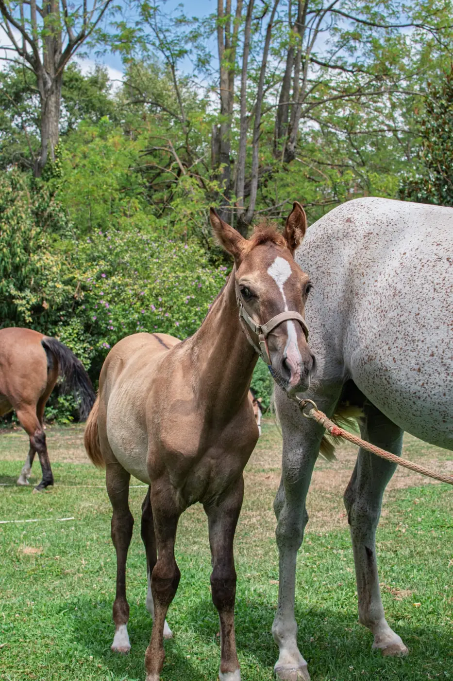Fattrice con il suo puledro al pascolo all’Az. Agricola Il Cerreto