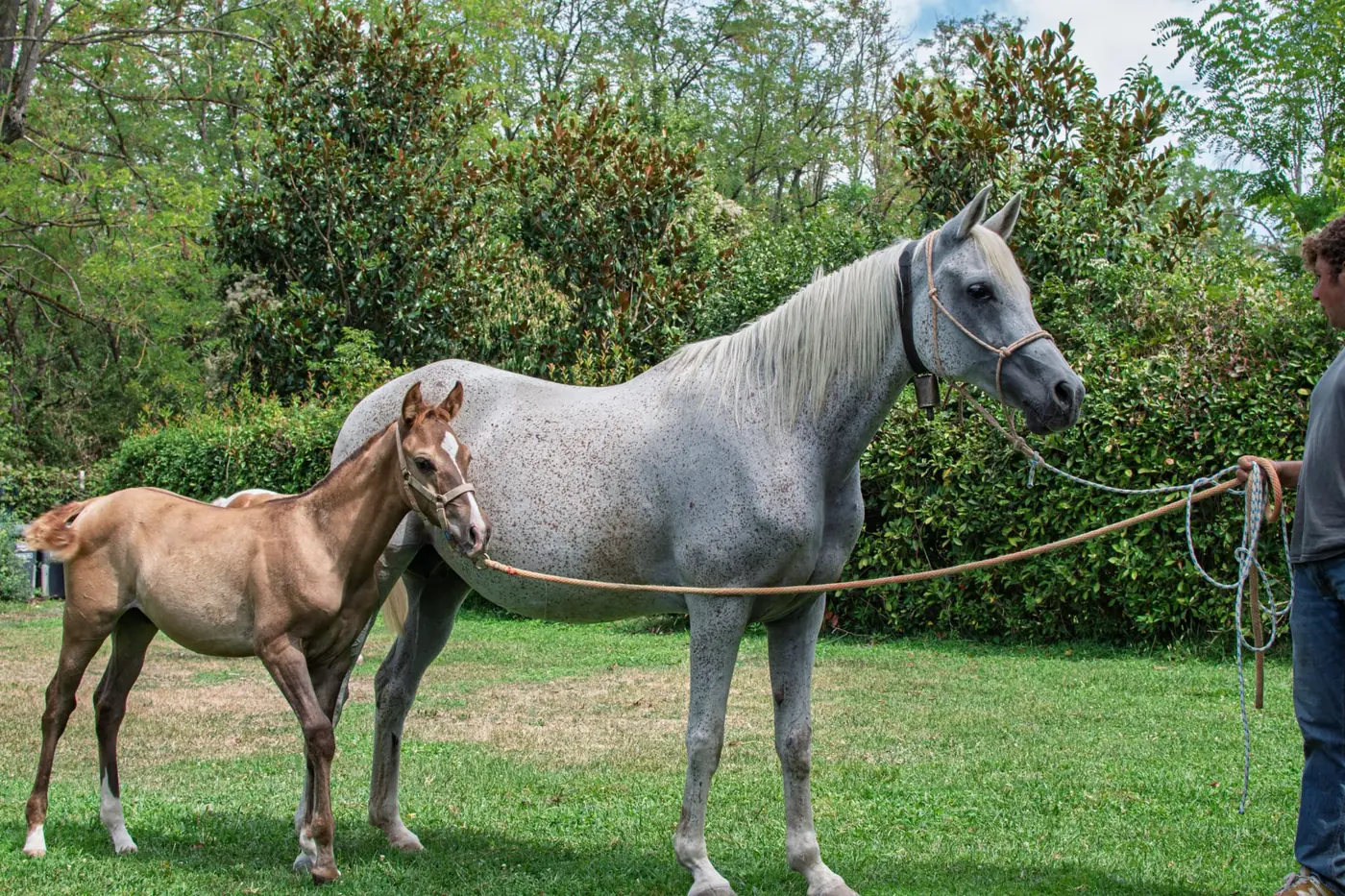 Fattrice con il suo puledro al pascolo all’Az. Agricola Il Cerreto