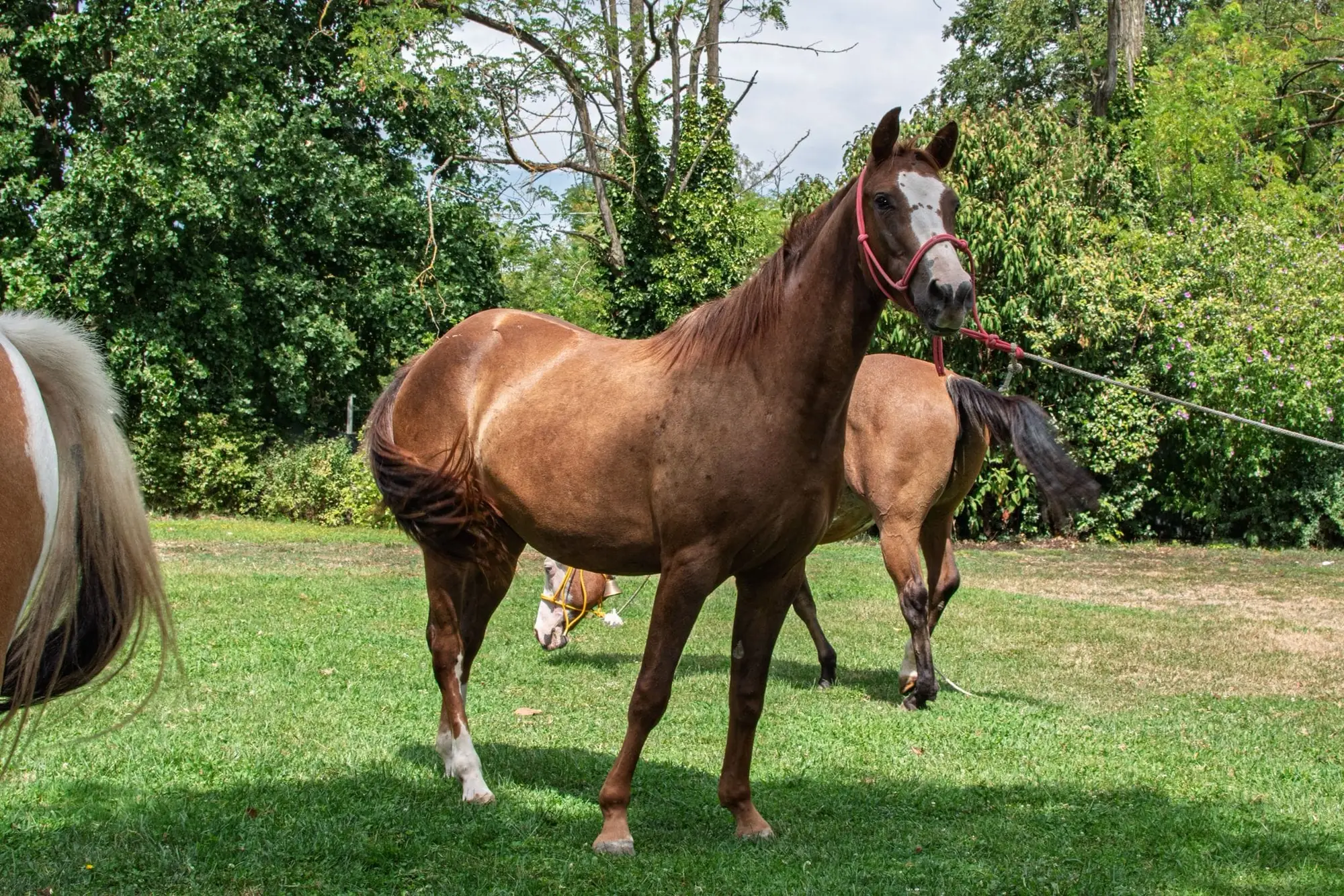 Cavallo in movimento al pascolo all’Az. Agricola Il Cerreto