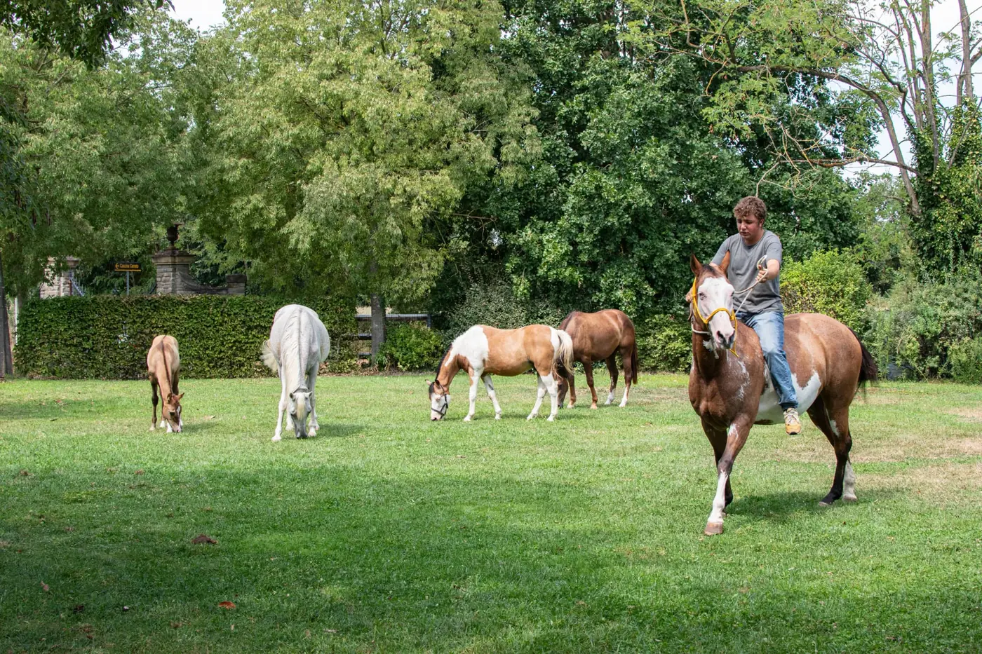 Cavallo montato negli spazi verdi dell’Az. Agricola Il Cerreto