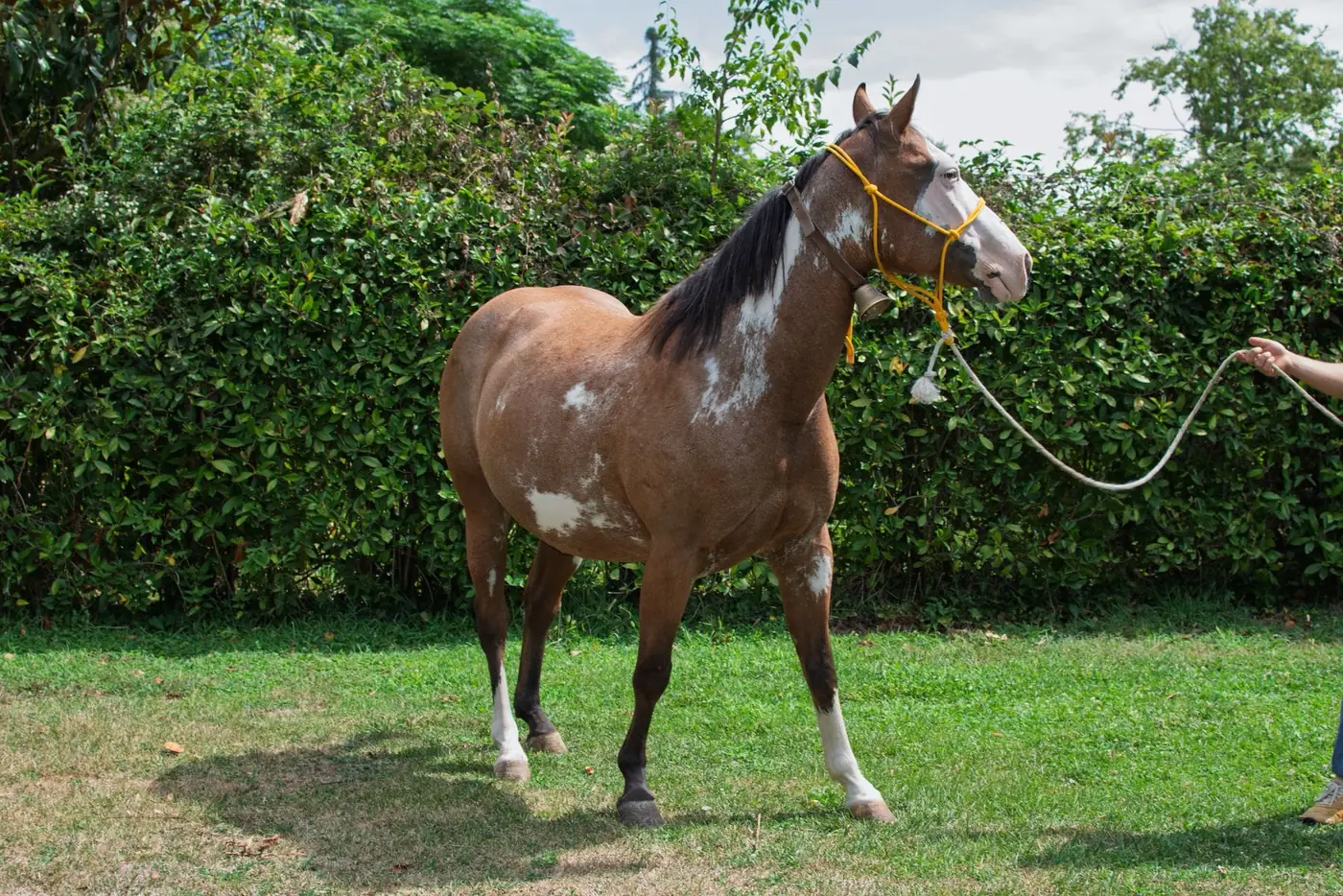 Cavallo allevato all’Az. Agricola Il Cerreto, colline del Gavi