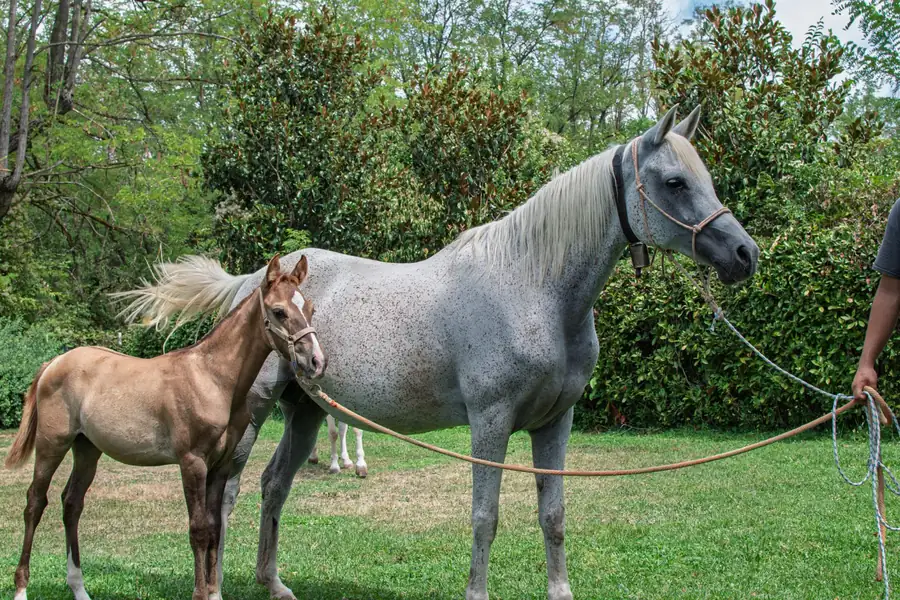 Fattrice con il suo puledro al pascolo all’Az. Agricola Il Cerreto