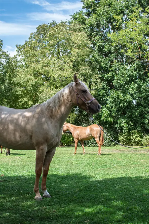 Fattrice con il suo puledro al pascolo all’Az. Agricola Il Cerreto