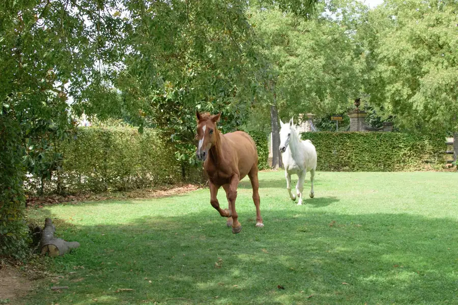Fattrice con il suo puledro al pascolo all’Az. Agricola Il Cerreto