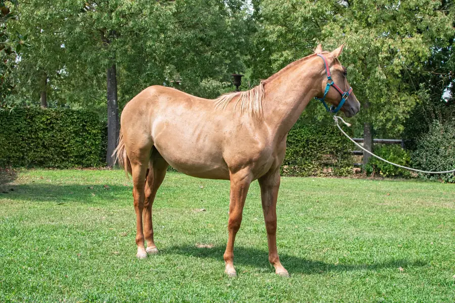Cavallo allevato all’Az. Agricola Il Cerreto, colline del Gavi