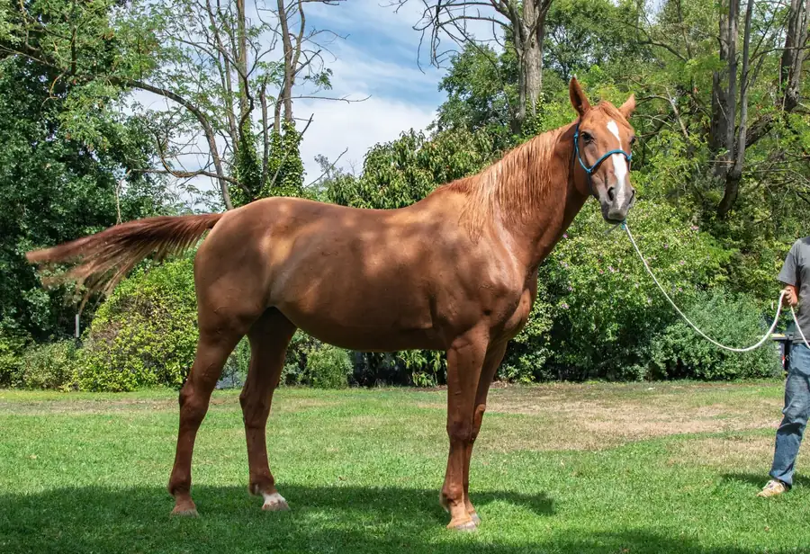 Cavallo allevato all’Az. Agricola Il Cerreto, colline del Gavi