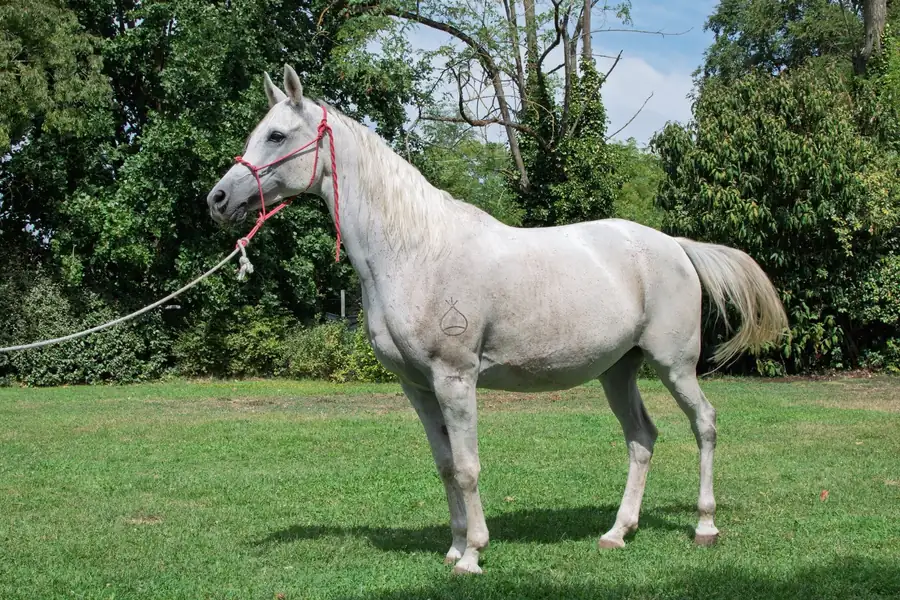 Cavallo allevato all’Az. Agricola Il Cerreto, colline del Gavi