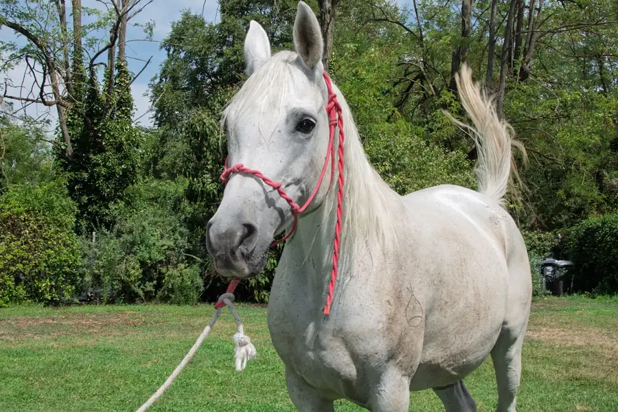 Cavallo allevato all’Az. Agricola Il Cerreto, colline del Gavi
