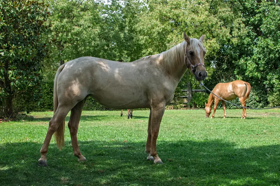 Cavallo allevato all’Az. Agricola Il Cerreto, colline del Gavi