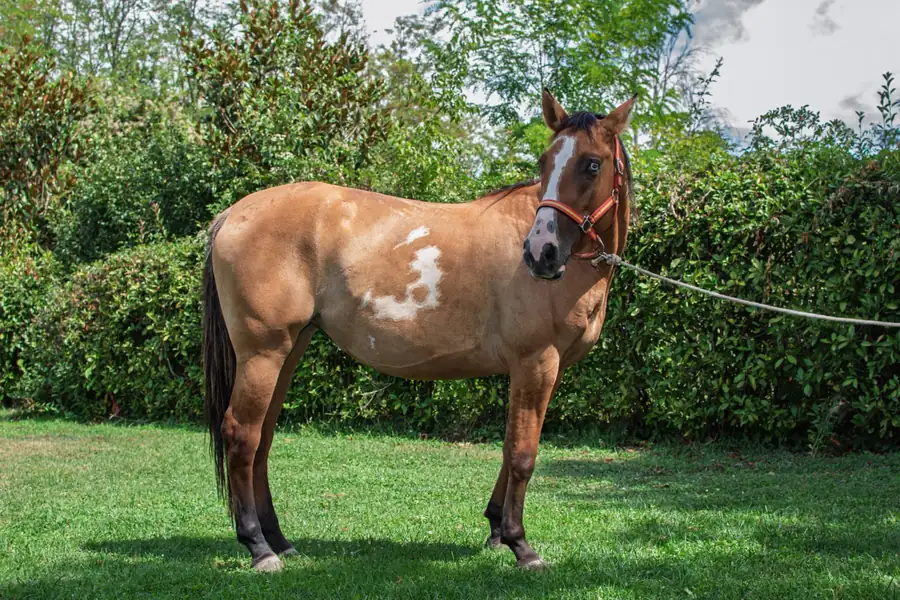 Cavallo allevato all’Az. Agricola Il Cerreto, colline del Gavi