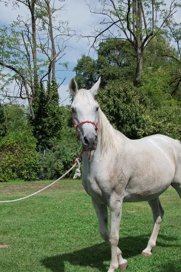 Cavallo allevato all’Az. Agricola Il Cerreto, colline del Gavi