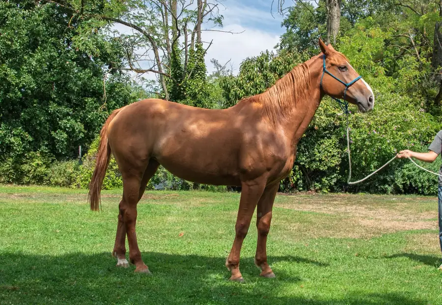 Cavallo allevato all’Az. Agricola Il Cerreto, colline del Gavi