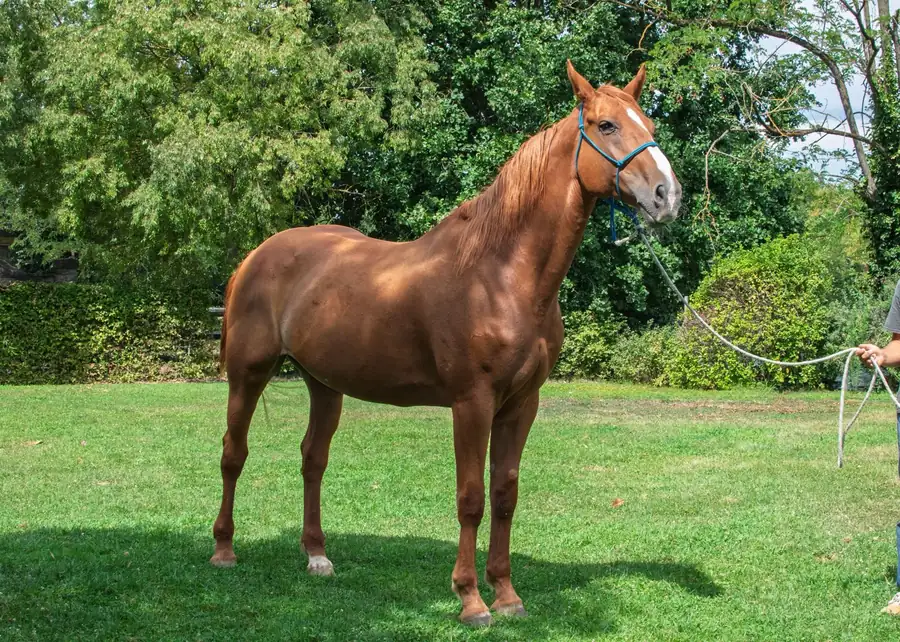 Cavallo allevato all’Az. Agricola Il Cerreto, colline del Gavi