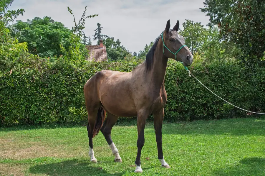 Cavallo allevato all’Az. Agricola Il Cerreto, colline del Gavi