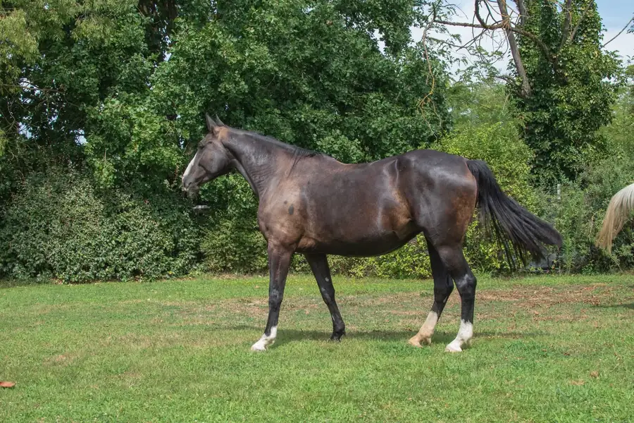 Cavallo allevato all’Az. Agricola Il Cerreto, colline del Gavi