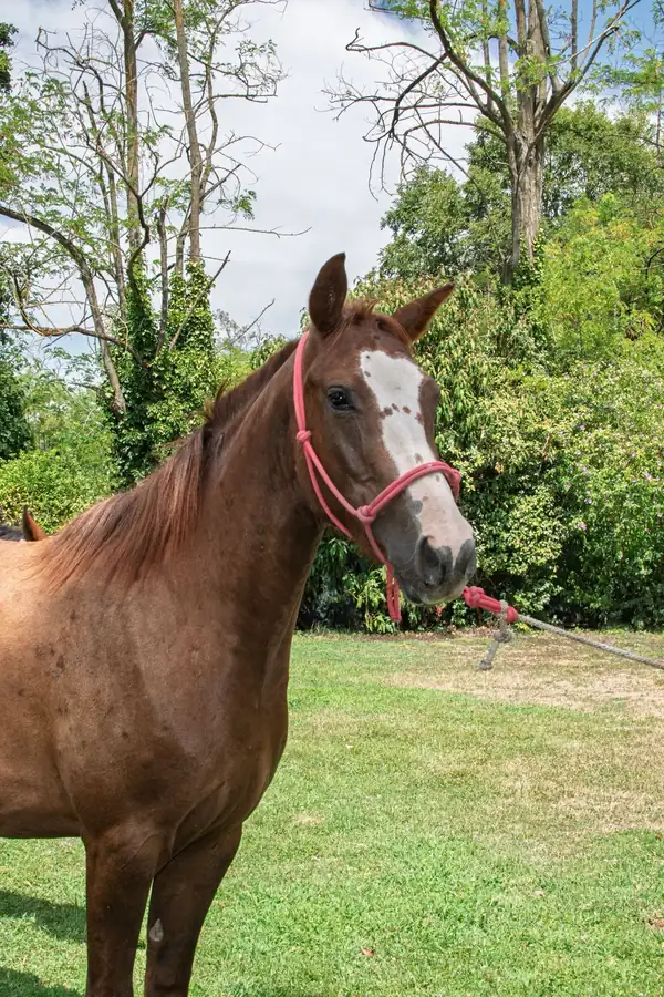 Cavallo allevato all’Az. Agricola Il Cerreto, colline del Gavi
