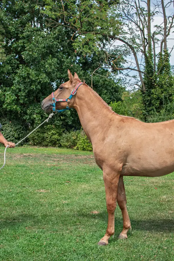 Cavallo allevato all’Az. Agricola Il Cerreto, colline del Gavi