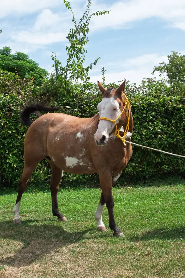 Fattrice con il suo puledro al pascolo all’Az. Agricola Il Cerreto