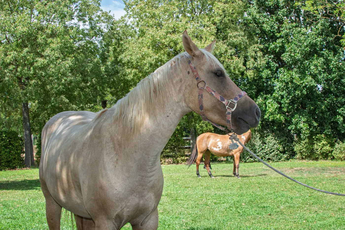 Fattrice con il suo puledro al pascolo all’Az. Agricola Il Cerreto