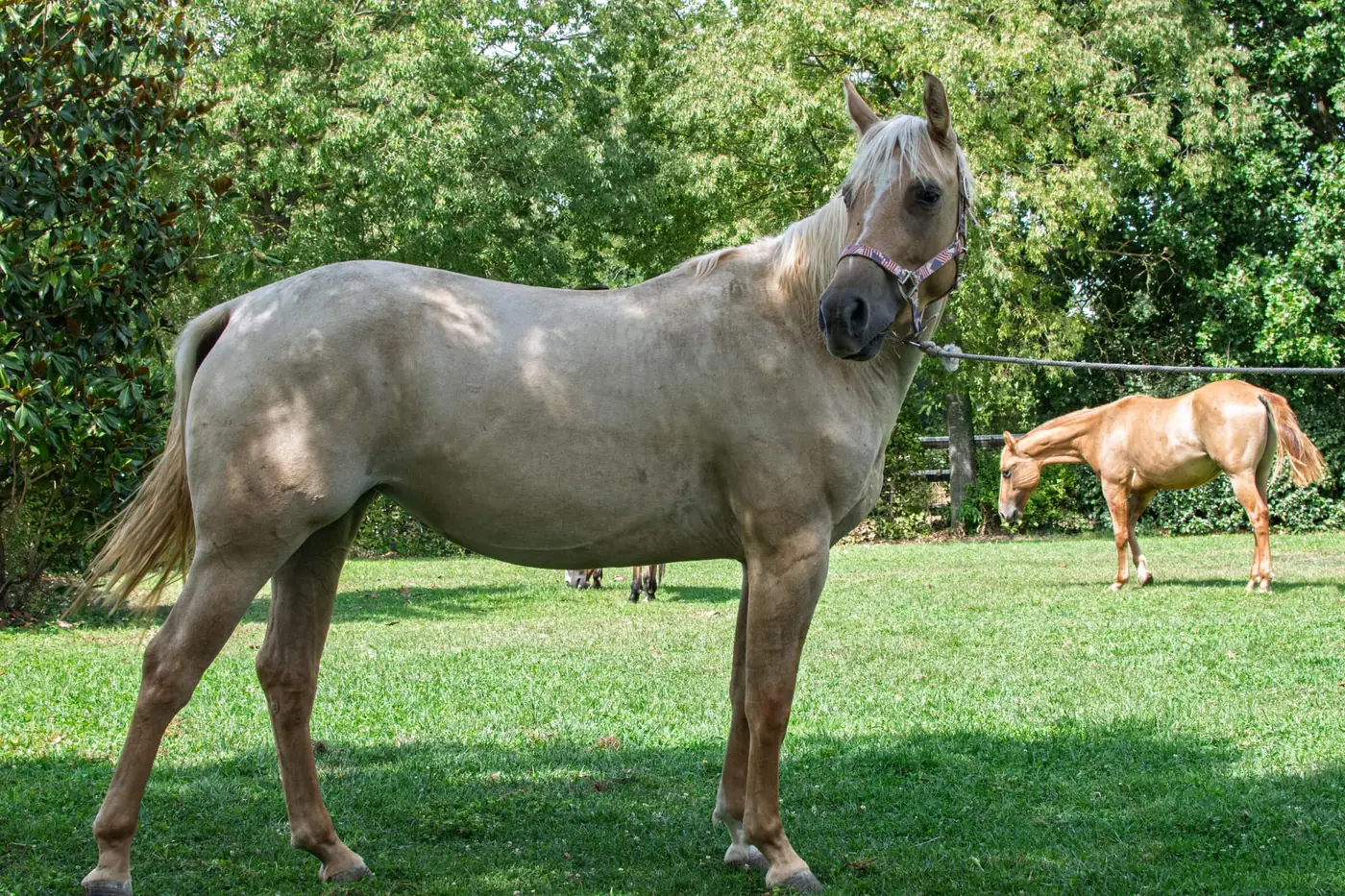Fattrice con il suo puledro al pascolo all’Az. Agricola Il Cerreto