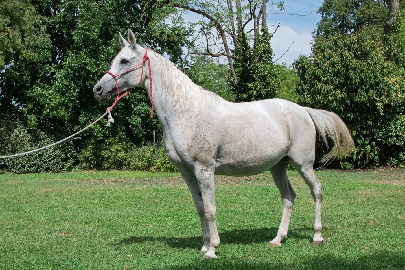Cavallo allevato all’Az. Agricola Il Cerreto, colline del Gavi