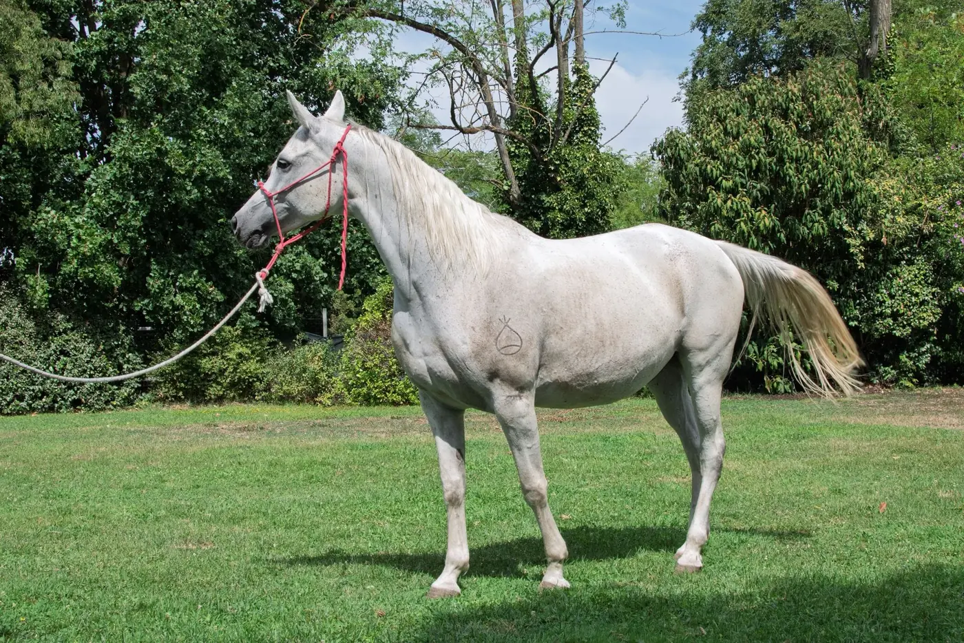 Cavallo allevato all’Az. Agricola Il Cerreto, colline del Gavi